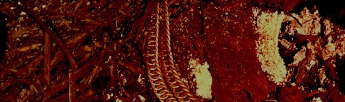 Naše historie: Tajemství rožmberské hrobky odhaleno, zlato nalezeno