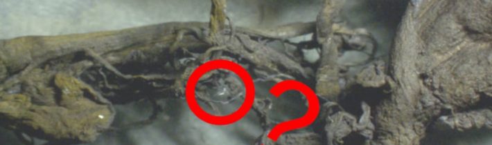 Smrtící vakcíny: Vláknité bílé sraženiny už lékaři vytahují i z těl žijících obětí covidových experimentů. Šokující nálezy z drenážní trubice. Děsivé útvary se u očkovaných obětí nacházejí stále častěji. Skončí Mengele Fauci před soudem?