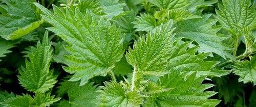 Liečivé rastliny v chove hydiny – OZ Biosféra