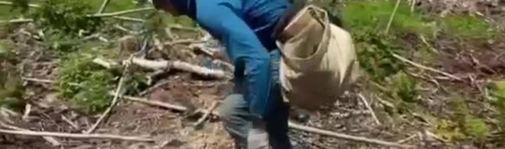 Chlapec z Kanady zasvětil svůj život obnově lesů. 25letý Antoine Moses již