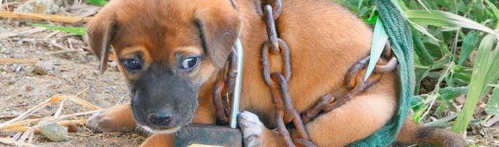 TOHLE BY MĚLO BÝT Z YOUTUBE SMAZÁNO!