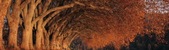 Dopoludnie na InfoVojne s Adrianom 24.9.2025