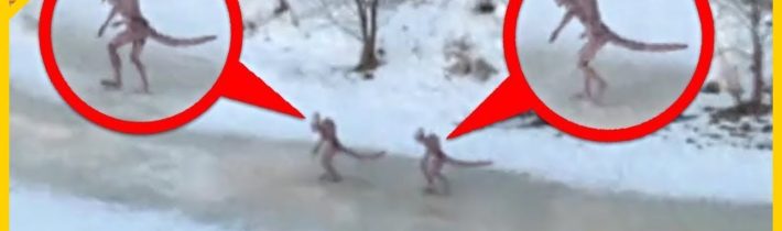 20 Děsivých Tvorů Zachycených na Kameru