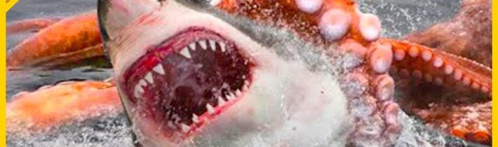 20 Případů, Kdy Si Žraloci Pohráli Se Špatným Soupeřem