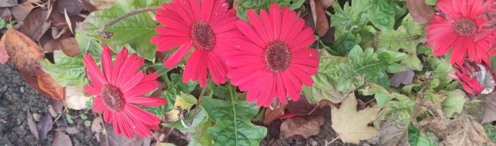 Gratulace k výročí vzniku Československa a jak se vlastně „narodila“ jeho 75 let platná mapa…