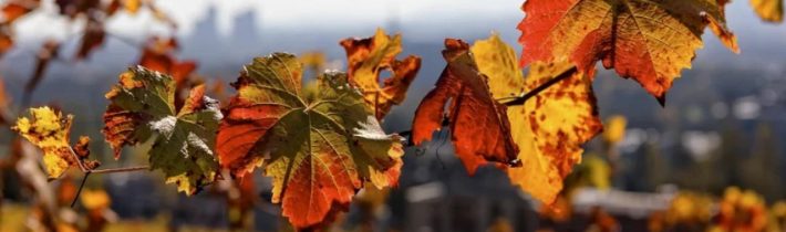 Dopoludnie na InfoVojne s Adrianom 15.10.2025