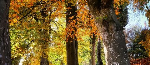 Belobog » Ak nejaké ostanú…