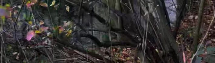 @calibrigang #fall #autumn #les #slovensko #fyp  …