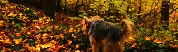 @calibrigang Leaves fall in autumn/fall #fall #autumn #les #slovensko #dog  …