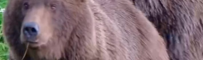 @calibrigang #bear #medved #animal #tiktok #fyp  …