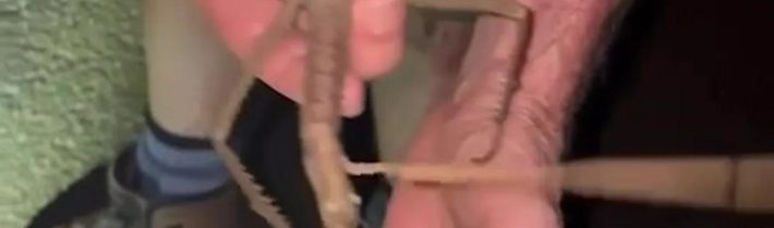 🇦🇺V australských lesích byl nalezen obrovský hmyz velikosti lidské ruky. Obrovská strašilka