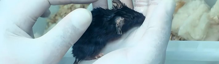 „Myší astronauti“ se po dramatické misi vracejí na Zem a vědci hlásí průlom v kosmickém výzkumu!