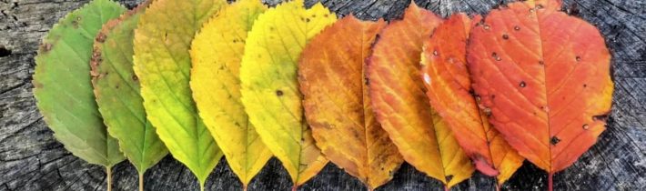 Dopoludnie na InfoVojne s Adrianom 7.11.2025