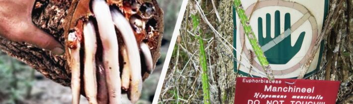 TOTO JE NEJNEBEZPEČNĚJŠÍ STROM NA SVĚTĚ | NEDOTÝKAT SE!