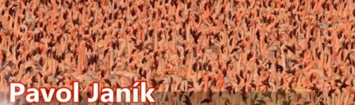 Belobog » Pavol Janík: Priehľadná krv stromu