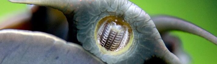 TOP 5 FAKTA, KTERÁ NEUVĚŘÍTE, ŽE JSOU PRAVDIVÁ