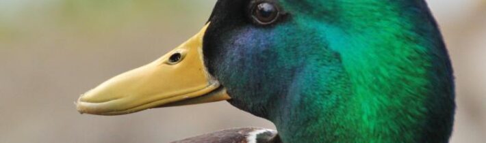 Kachna co zapomněla že je kachna