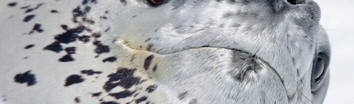 Zabijácký tuleň leopardí – Kabinet Kuriozit