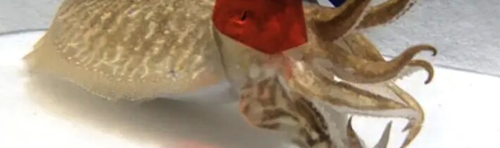 Proč nasadit sépii 3D brýle? – Proč to řešíme? #780