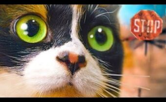 KOČKA JEDE DO ČERNOBYLSKÉ UZAVŘENÉ ZÓNY!