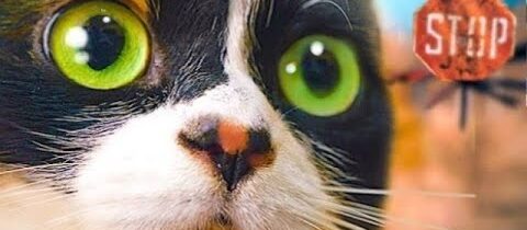 KOČKA JEDE DO ČERNOBYLSKÉ UZAVŘENÉ ZÓNY!