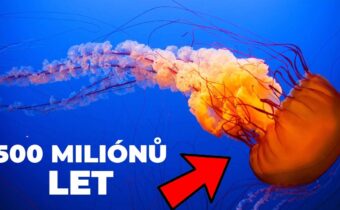 TOP 5 Nejstarší živočichové na Zemi