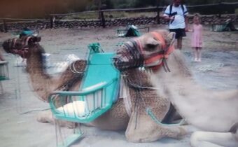 Velbloudí safari na Kanárských ostrovech…