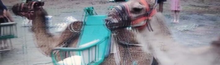 Velbloudí safari na Kanárských ostrovech…