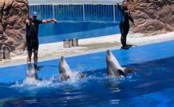 Jak se domlouvají delfíni…