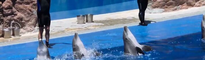 Jak se domlouvají delfíni…