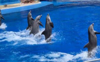 Delfíní představení v parku Palmitas na Kanárských ostrovech…