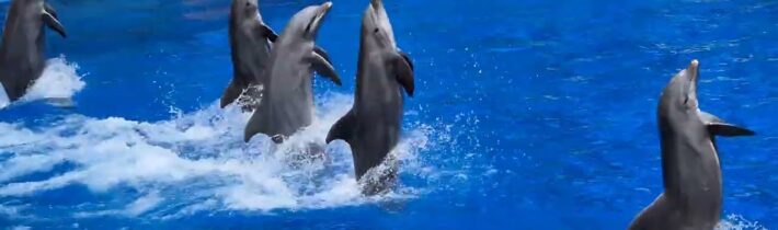 Delfíní představení v parku Palmitas na Kanárských ostrovech…