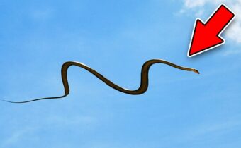 TOP 5 ZVÍŘATA, KTERÁ PŘEKVAPIVĚ UMÍ LÉTAT