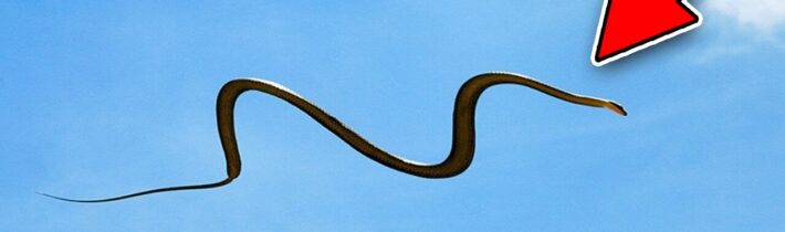 TOP 5 ZVÍŘATA, KTERÁ PŘEKVAPIVĚ UMÍ LÉTAT