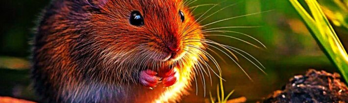 Prohlášení DSZ – ZA PRÁVA ZVÍŘAT k opětovnému plošnému použití prudkých jedů na hubení hraboše polního v krajině