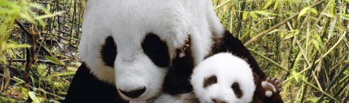 TOP 5 NEJHORŠÍ MATKY ZVÍŘECÍ ŘÍŠE