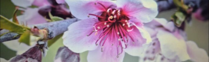 Máme, přátelé, krásnou neděli, tak snad konečně přišlo to správné jaro. Další videa nabídnu navečer.