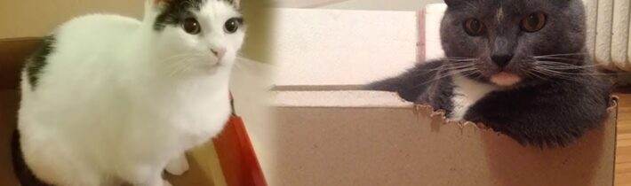 Proč se kočky schovávají v krabicích? – Proč to řešíme? #775