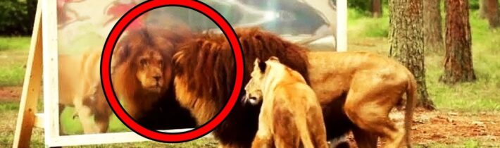 TOP 5 Neobvyklé zvířecí reakce na sebe v zrcadle