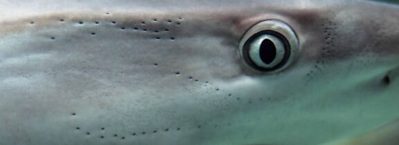 Záhada žraločí ruky – Kabinet Kuriozit