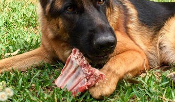 Prečo kŕmime elitné pátracie psy mäsom a prečo mačka potrebuje kuraciu hlavu