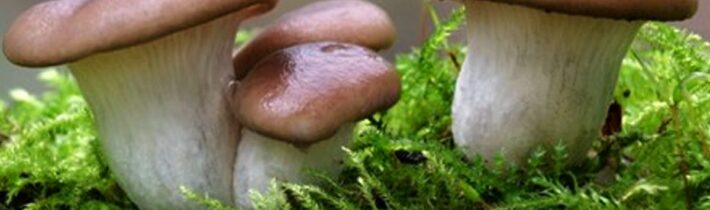 EU zakázala houby, které měly příliš dobré protizánětlivé účinky |