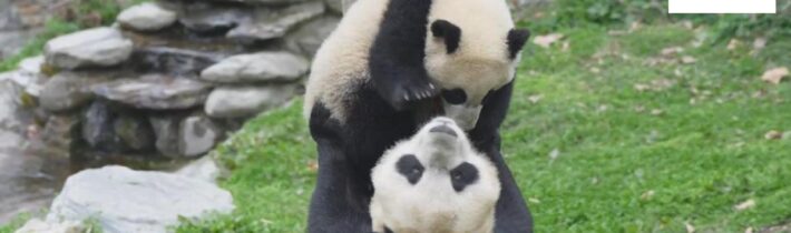 Něžná péče o pandí mládě – to nepotřebuje komentář