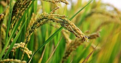 Zvuk dažďa spôsobil rýchlejšie klíčenie semien ryže