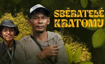 Sběratelé kratomu – dokument ČR   2025