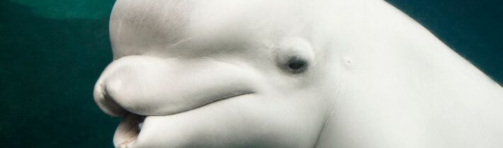 Plod zakázané lásky – Kabinet Kuriozit