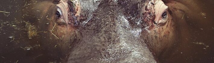 Hroši potí krev – Kabinet Kuriozit