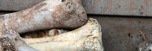 Kostěná podlaha – Kabinet Kuriozit