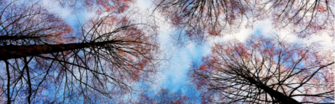 Demokracie – Konzervativní noviny