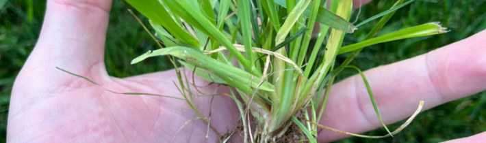 Využitie pýru plazivého – OZ Biosféra